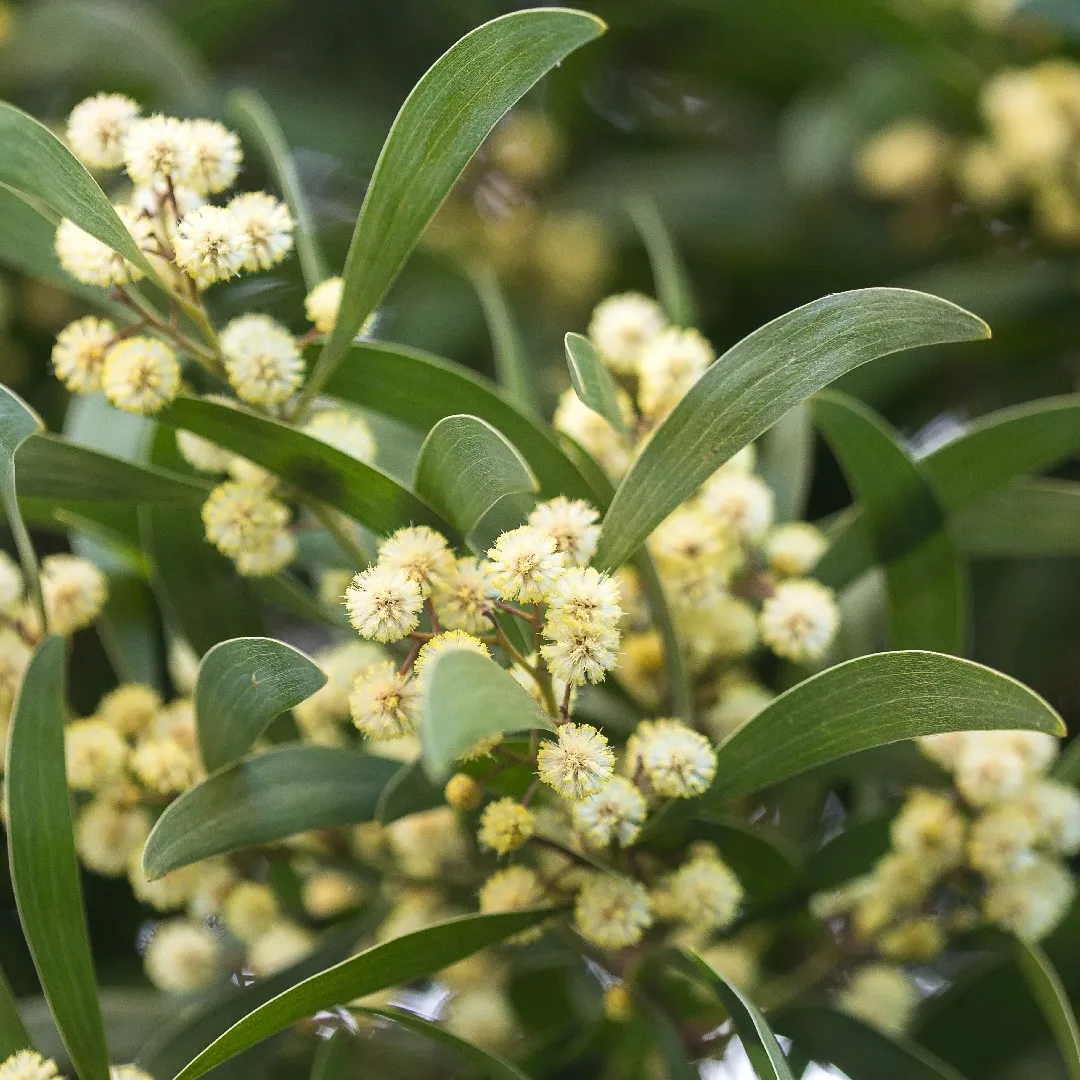 Acacia Japonesa - Vista principal